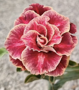 HOA SỨ 003