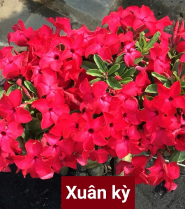 HOA SỨ 045