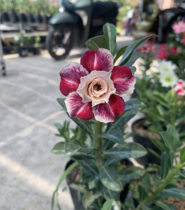 HOA SỨ 088