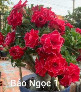 HOA SỨ 047