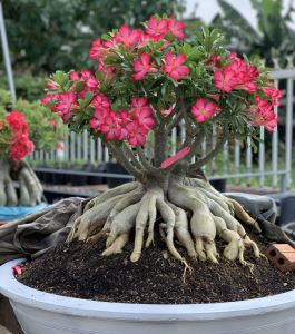 HOA SỨ 015