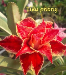 HOA SỨ 050
