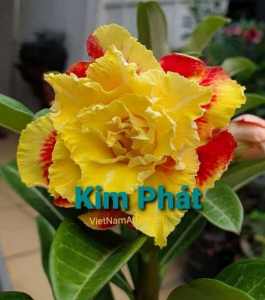 HOA SỨ 044