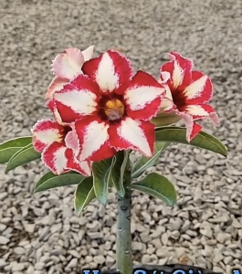HOA SỨ 004
