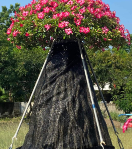 HOA SỨ 057