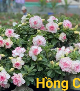 HOA SỨ 048