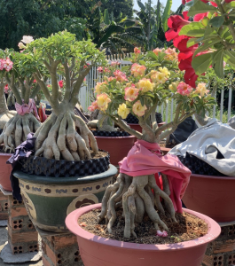 HOA SỨ 020