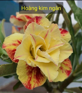 HOA SỨ 041