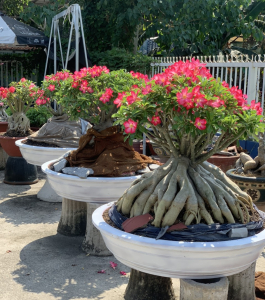 HOA SỨ 013