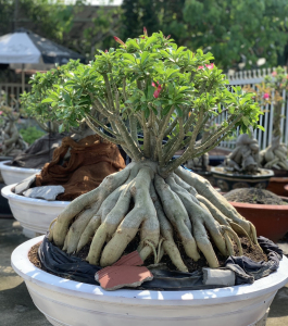 HOA SỨ 018