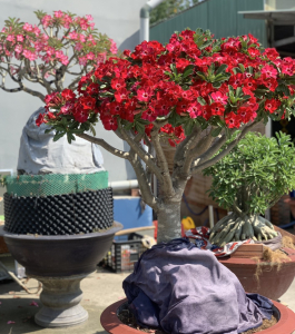 HOA SỨ 012