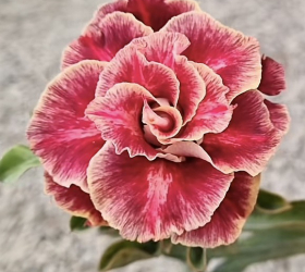 HOA SỨ 003