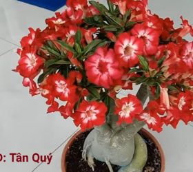 HOA SỨ 046
