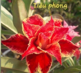 HOA SỨ 050