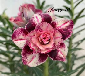 HOA SỨ 028