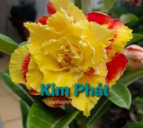 HOA SỨ 044
