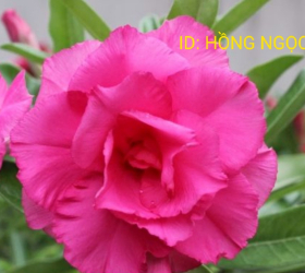 HOA SỨ 073