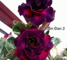 HOA SỨ 079