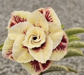 HOA SỨ 005