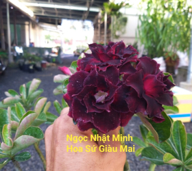 HOA SỨ 042