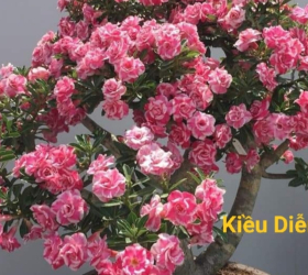 HOA SỨ 036