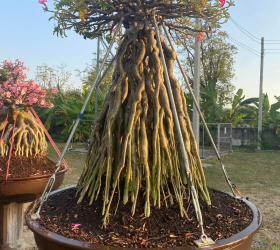 HOA SỨ 058