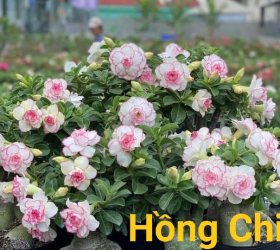 HOA SỨ 048