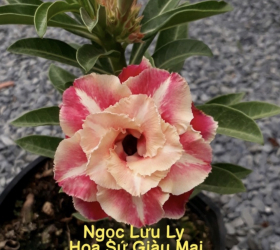 HOA SỨ 039