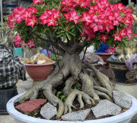 HOA SỨ 014