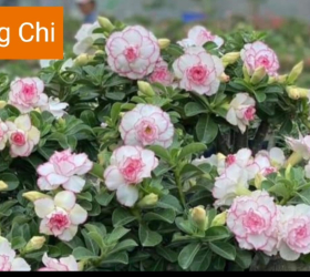 HOA SỨ 026