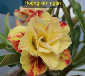 HOA SỨ 041