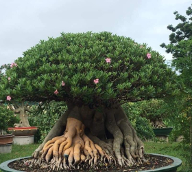 HOA SỨ 067