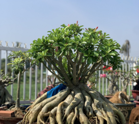 HOA SỨ 019