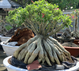 HOA SỨ 018
