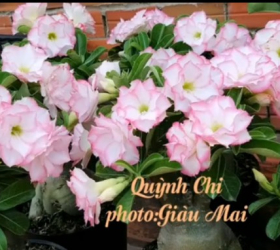 HOA SỨ 040