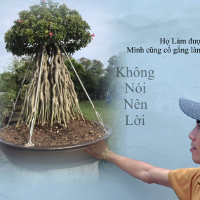 CÂY SỨ NHÀ TRUYỀN BONSAI