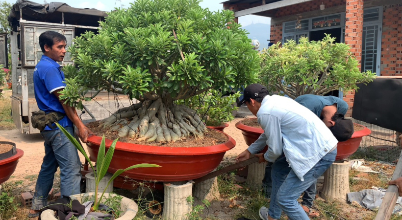  CÂY SỨ THỦ ĐỨC