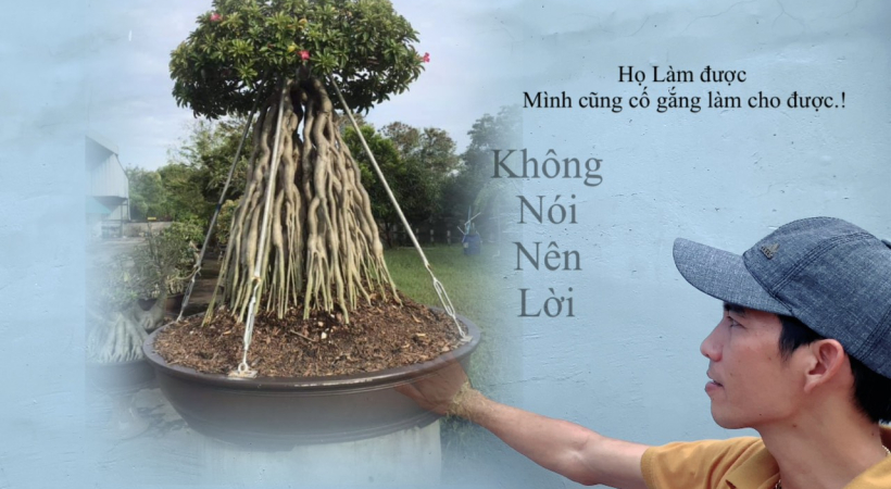 CÂY SỨ NHÀ TRUYỀN BONSAI