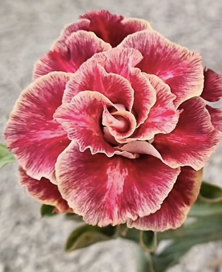 HOA SỨ 003