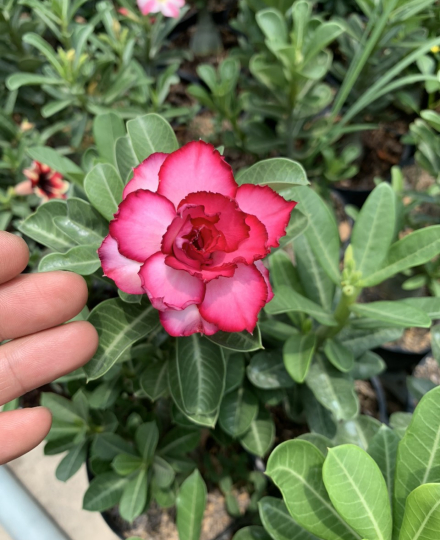 HOA SỨ 085