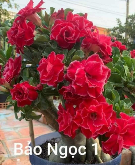 HOA SỨ 047
