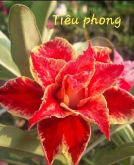 HOA SỨ 050
