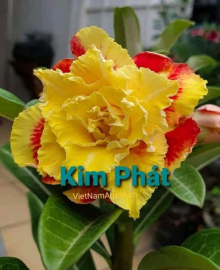 HOA SỨ 044