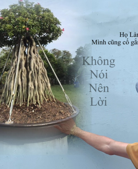 HOA SỨ 024