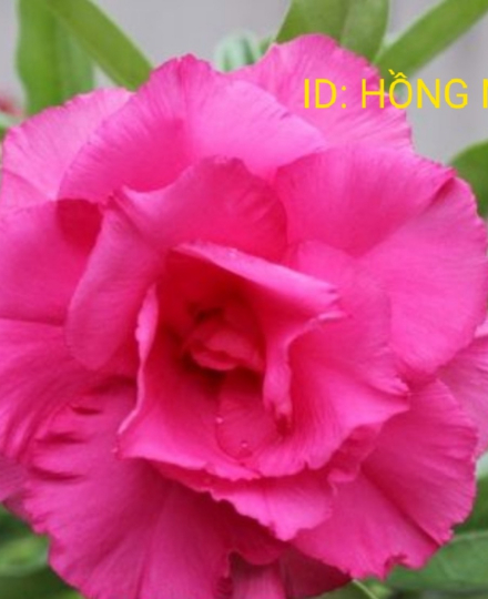 HOA SỨ 073