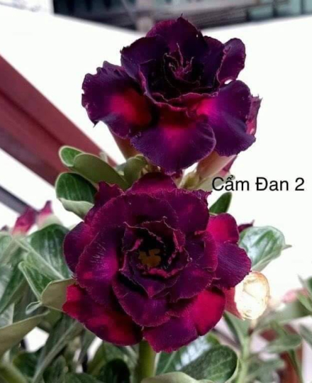 HOA SỨ 079