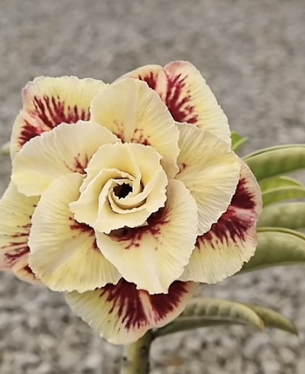 HOA SỨ 005
