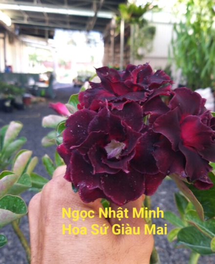 HOA SỨ 042