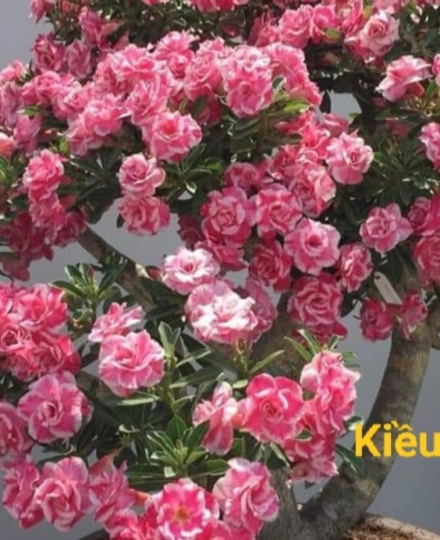 HOA SỨ 036