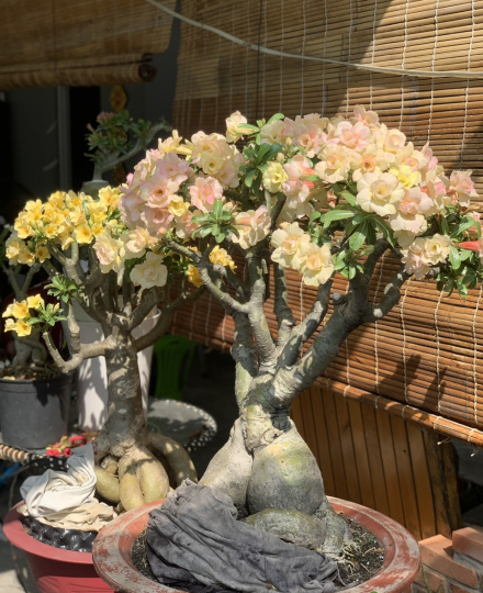 HOA SỨ 017